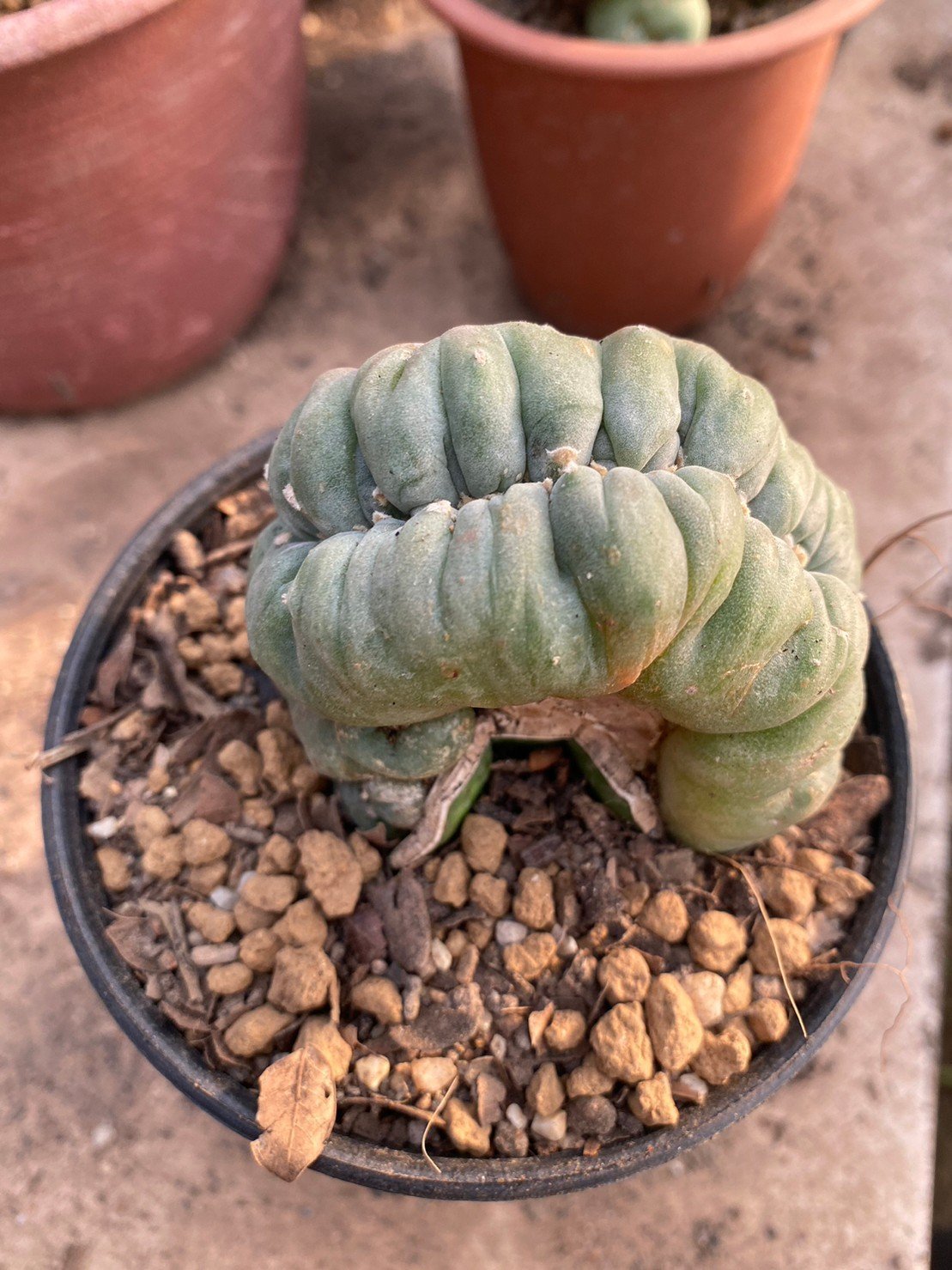 Lophophora Williamsii Cristata 10 cm