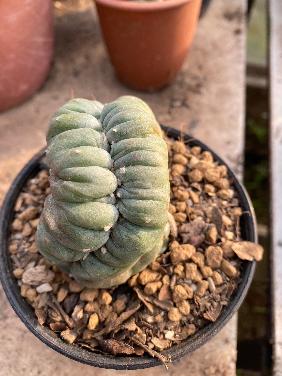 Lophophora Williamsii Cristata 10 cm