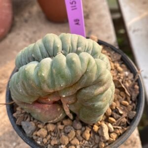 Lophophora Williamsii Cristata 10 cm