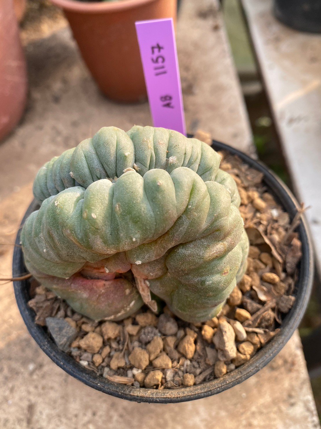 Lophophora Williamsii Cristata 10 cm