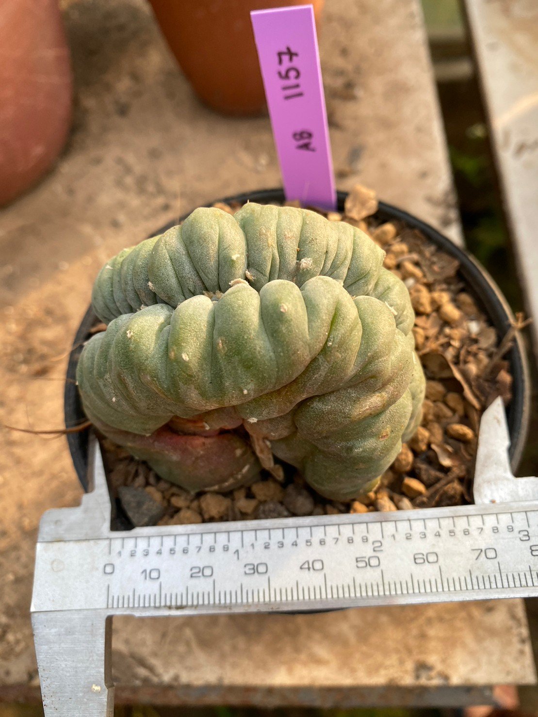 Lophophora Williamsii Cristata 10 cm