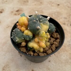 Lophophora Williamsii Variegata 7- 8 cm