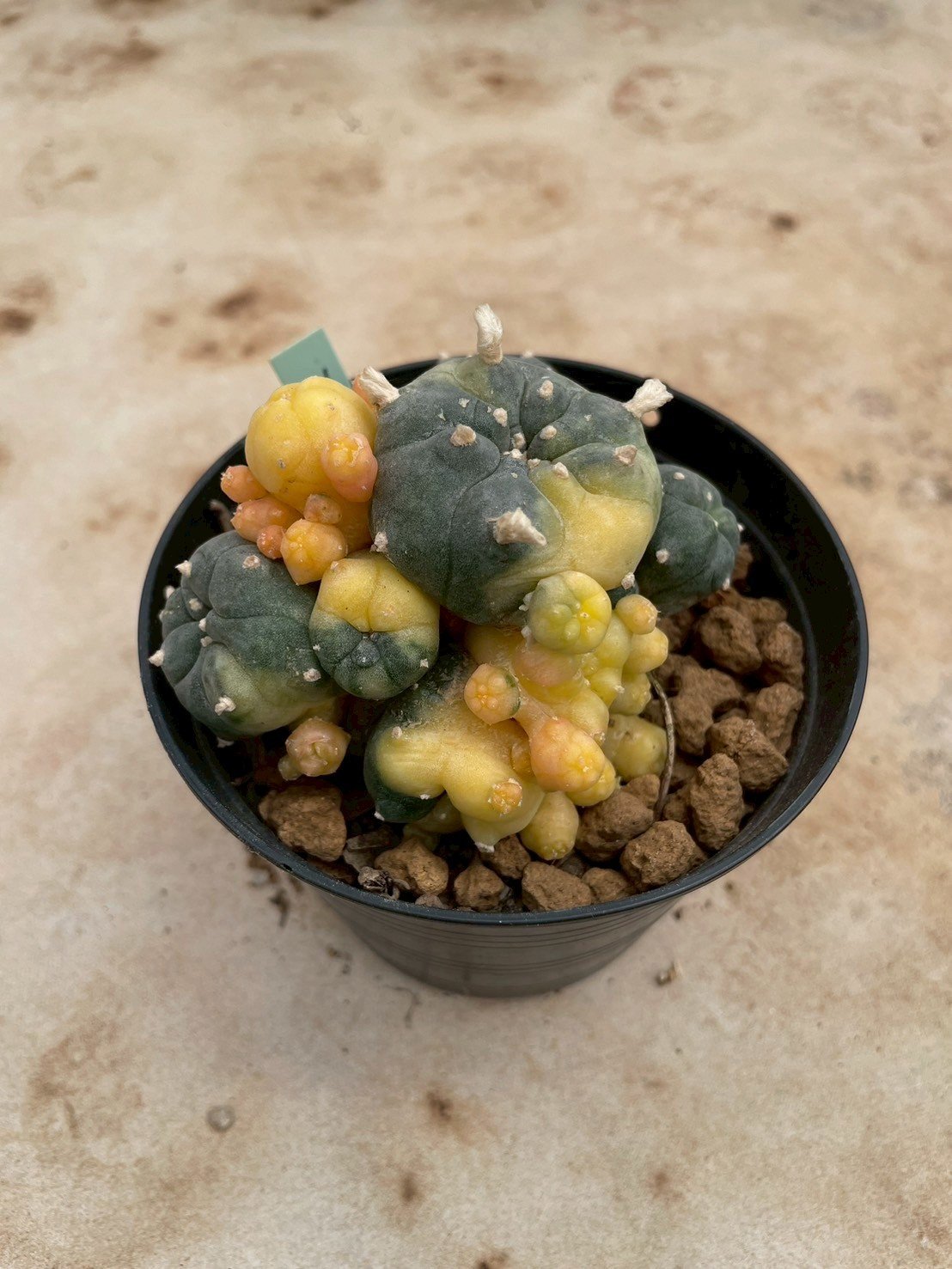 Lophophora Williamsii Variegata 7- 8 cm