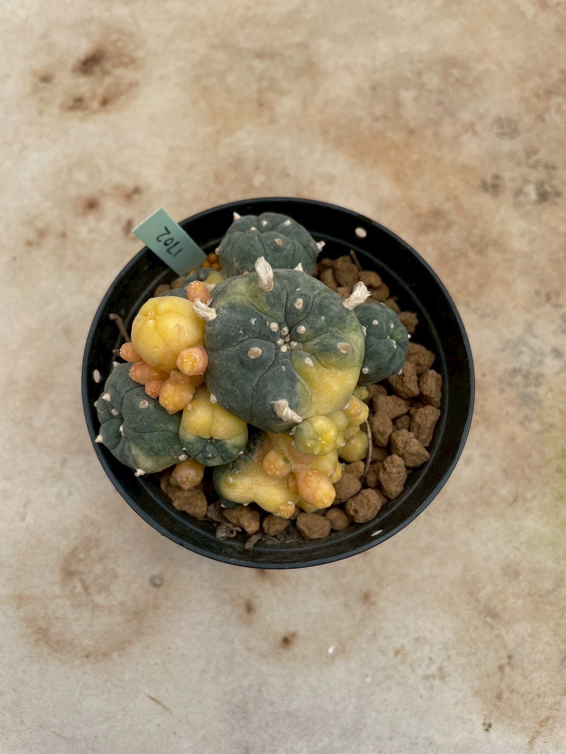 Lophophora Williamsii Variegata 7- 8 cm