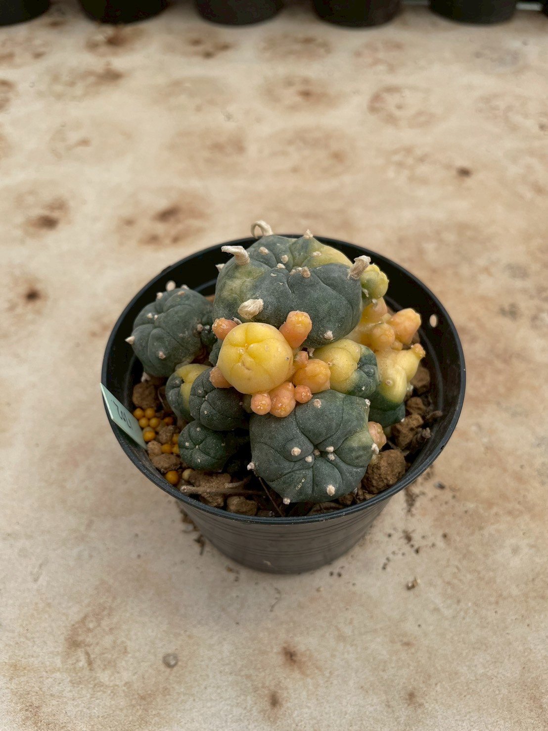 Lophophora Williamsii Variegata 7- 8 cm