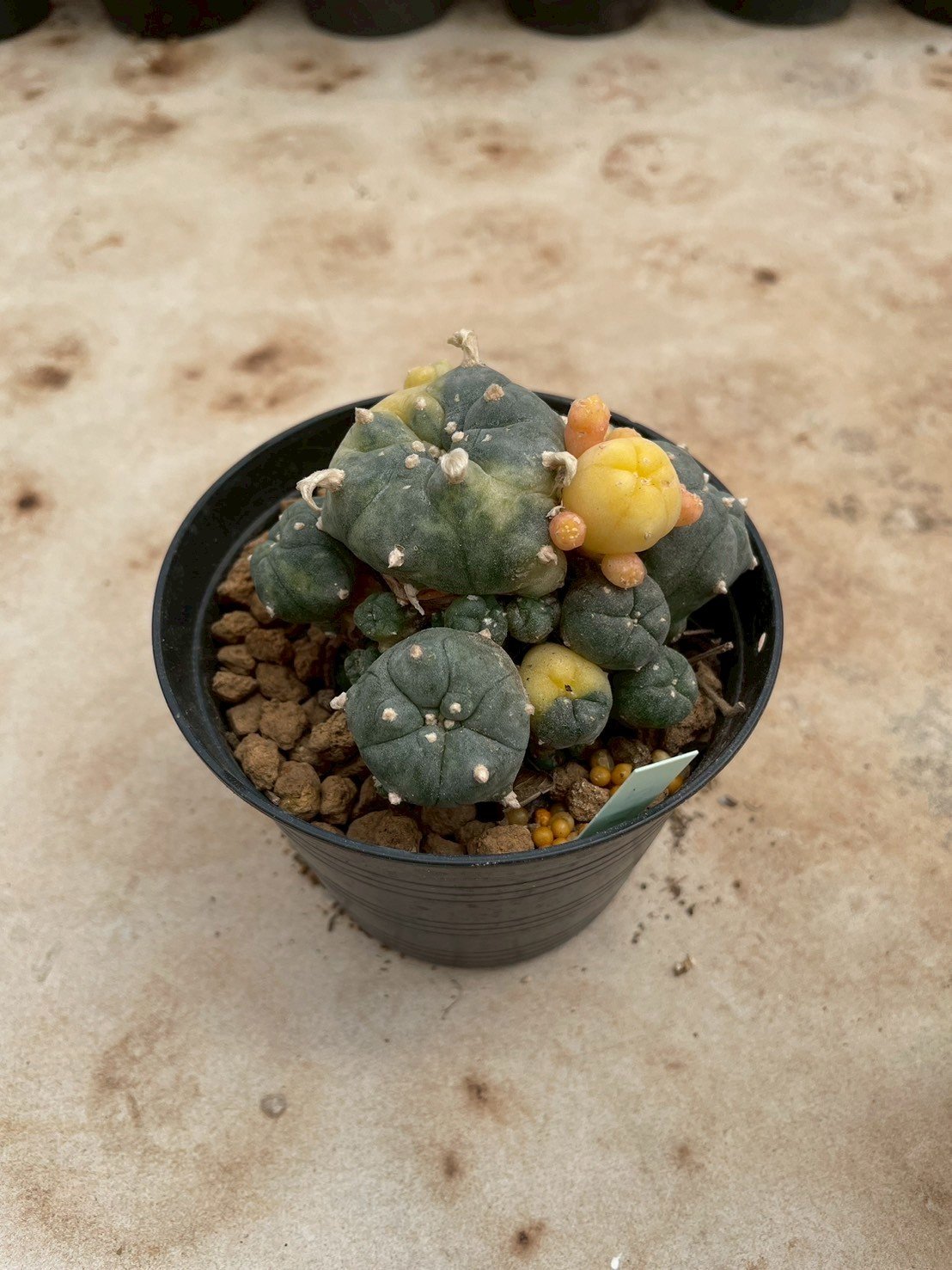 Lophophora Williamsii Variegata 7- 8 cm