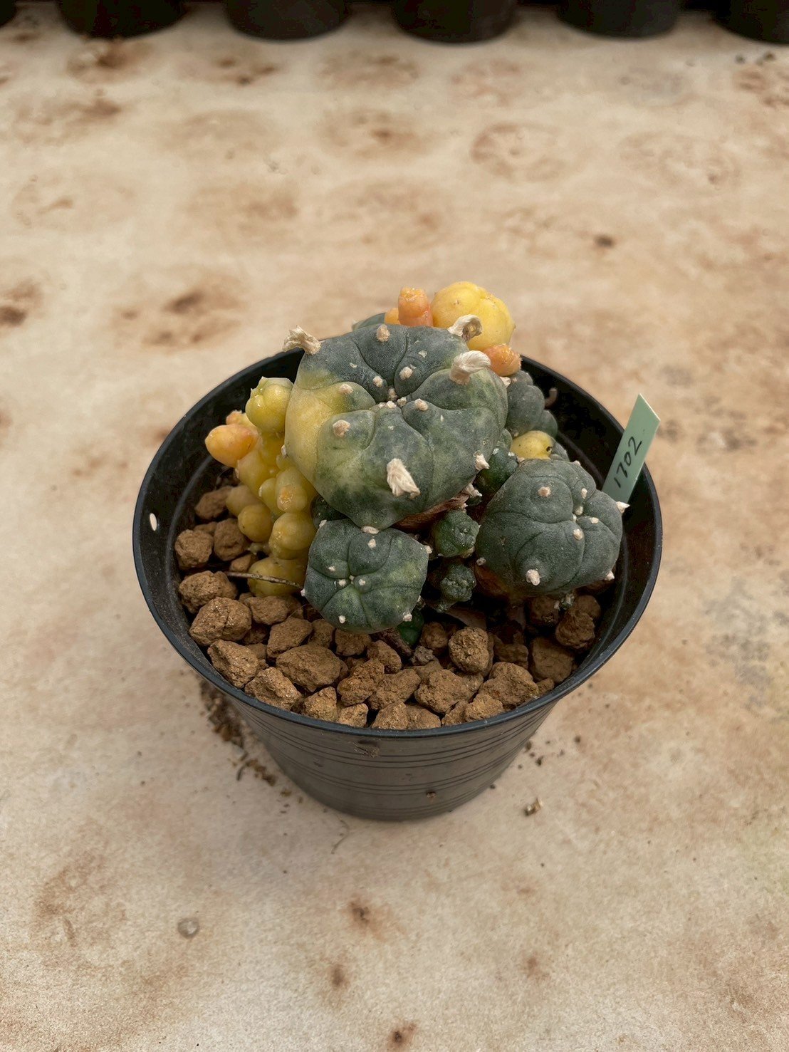 Lophophora Williamsii Variegata 7- 8 cm