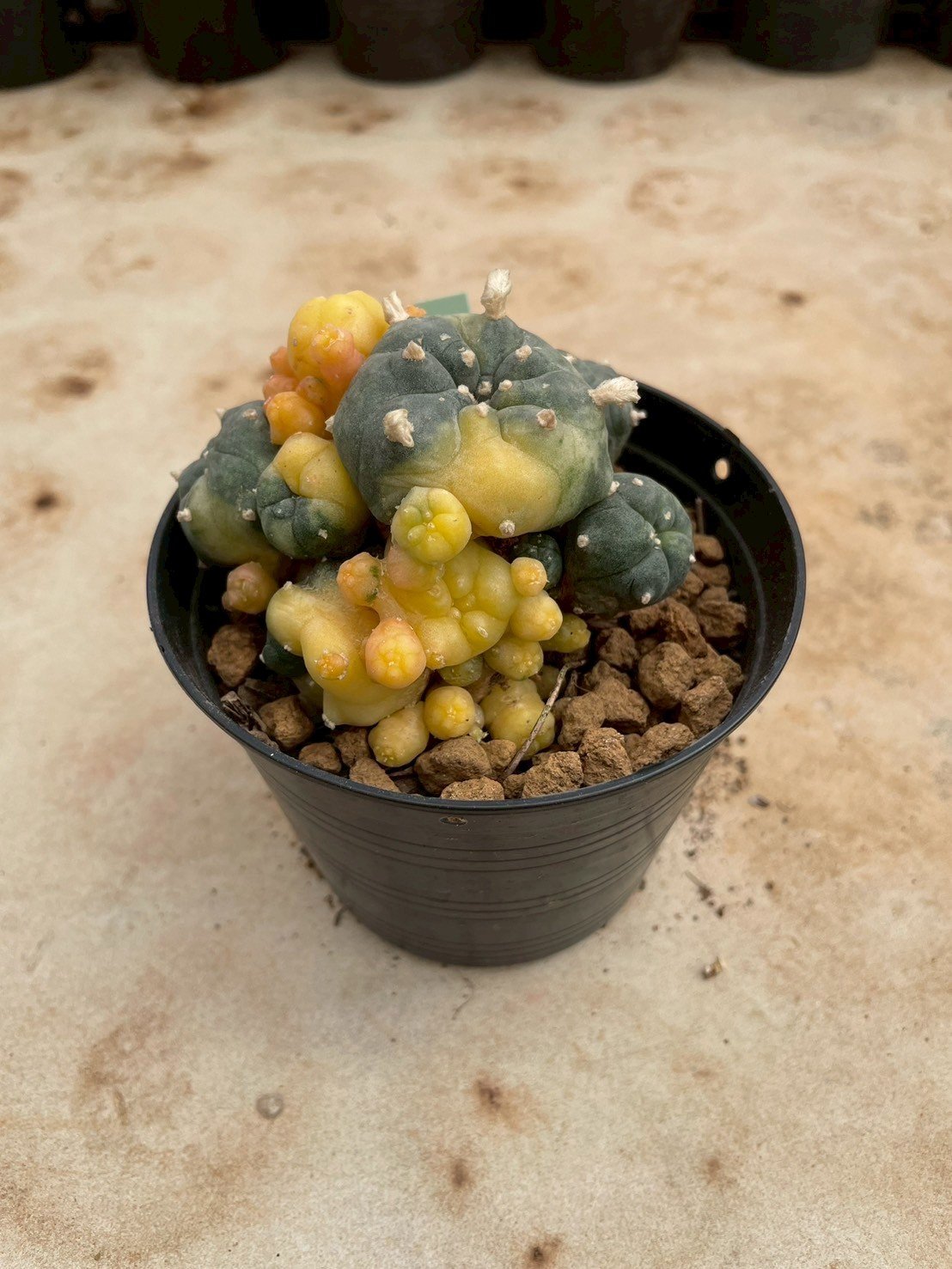 Lophophora Williamsii Variegata 7- 8 cm