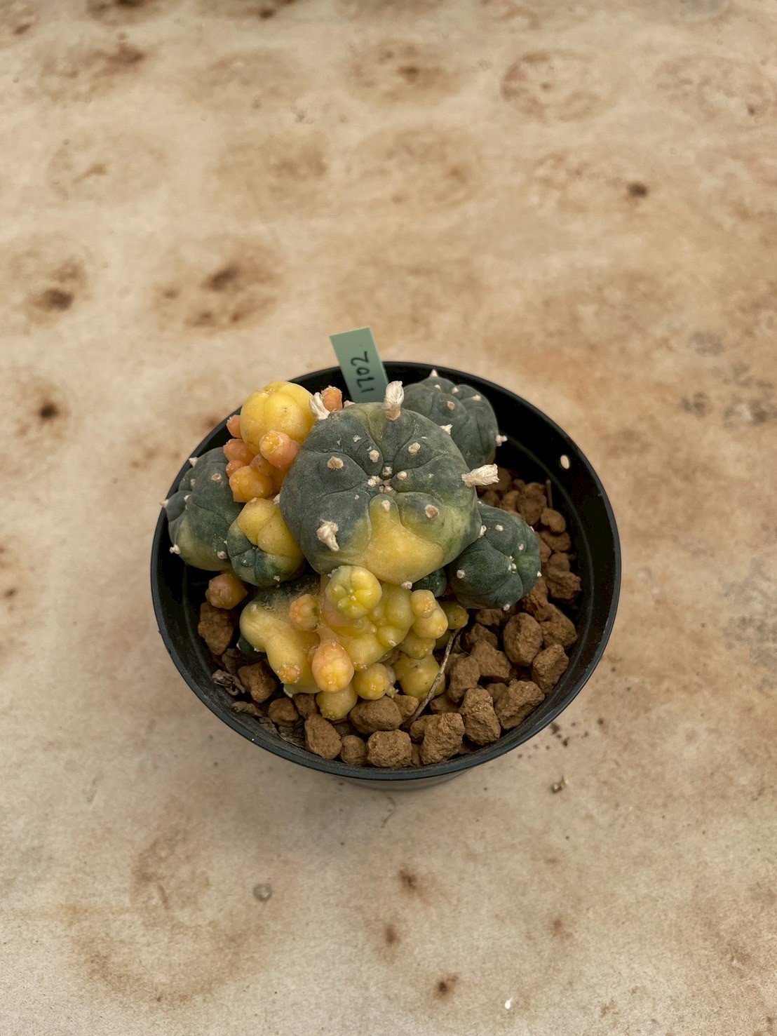 Lophophora Williamsii Variegata 7- 8 cm