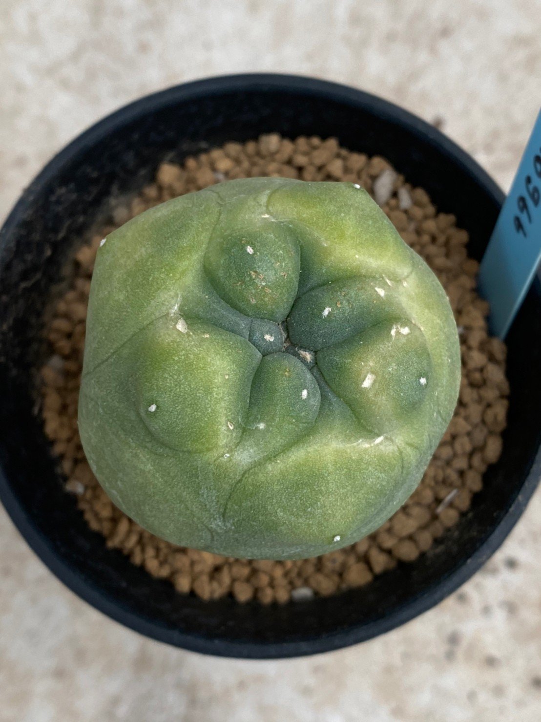 Lophophora Diffusa variegata 5-6 cm