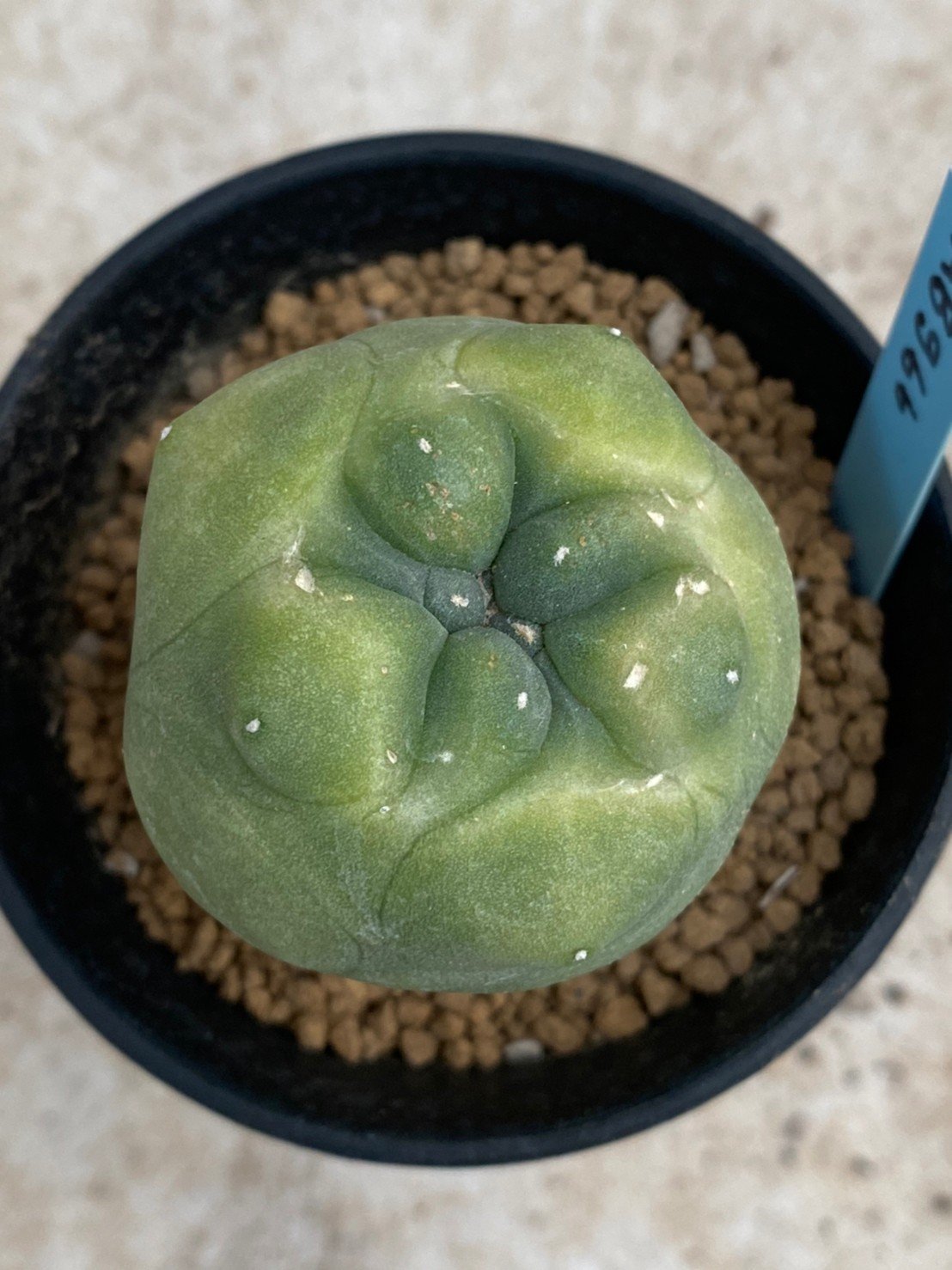 Lophophora Diffusa variegata 5-6 cm