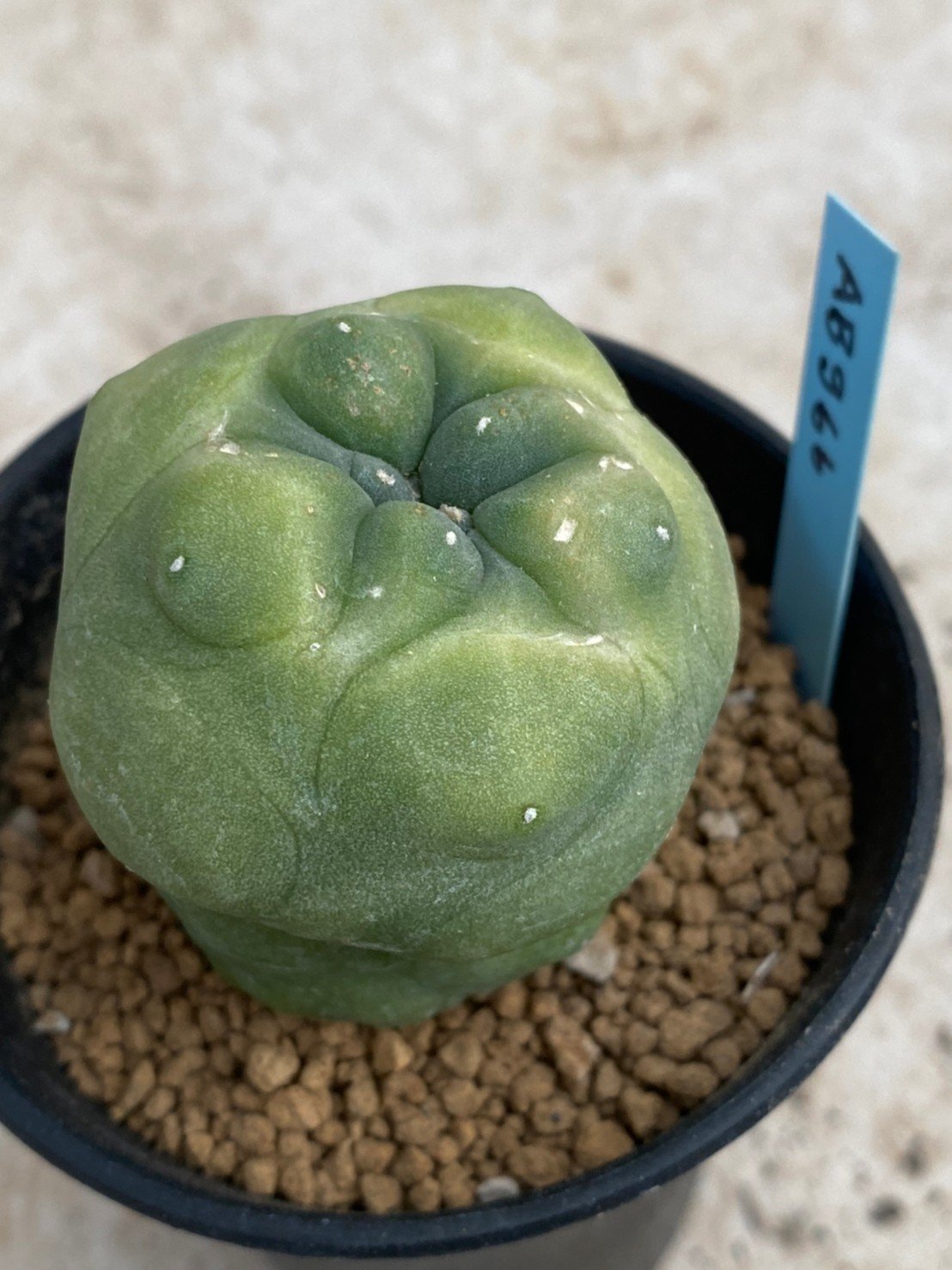 Lophophora Diffusa variegata 5-6 cm