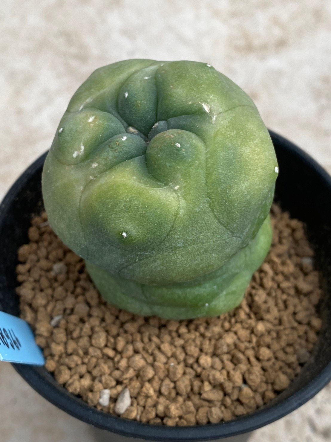 Lophophora Diffusa variegata 5-6 cm