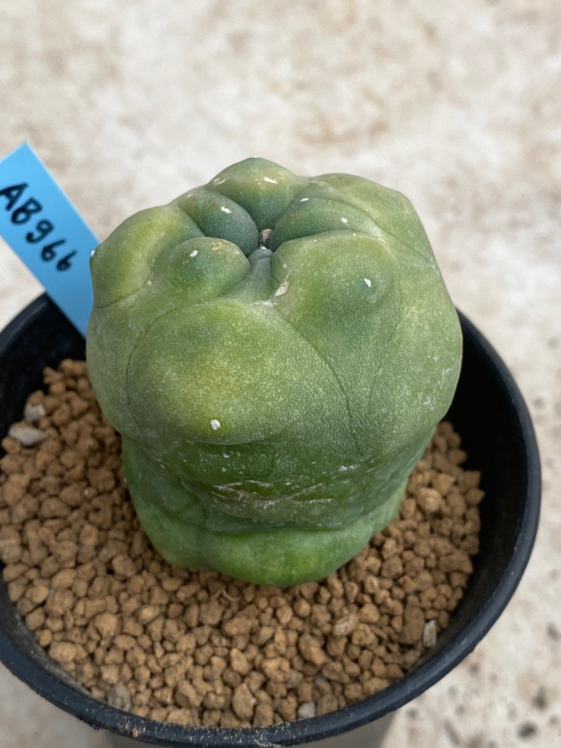 Lophophora Diffusa variegata 5-6 cm