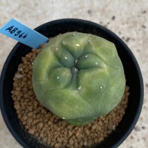 Lophophora Diffusa variegata 5-6 cm