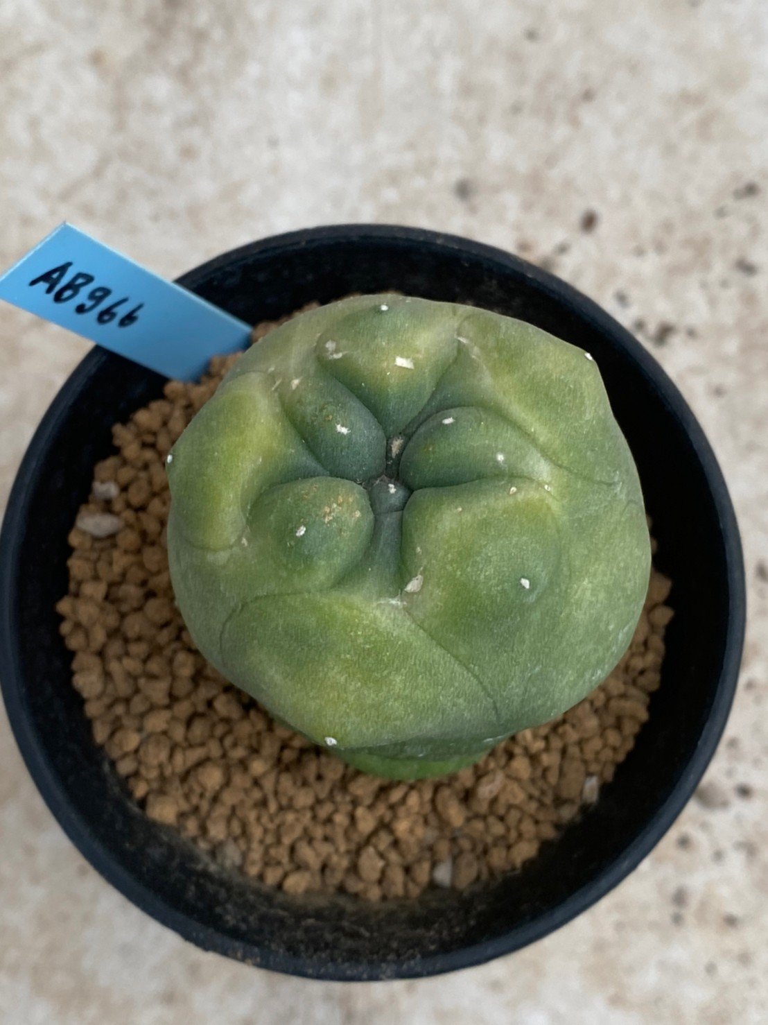Lophophora Diffusa variegata 5-6 cm
