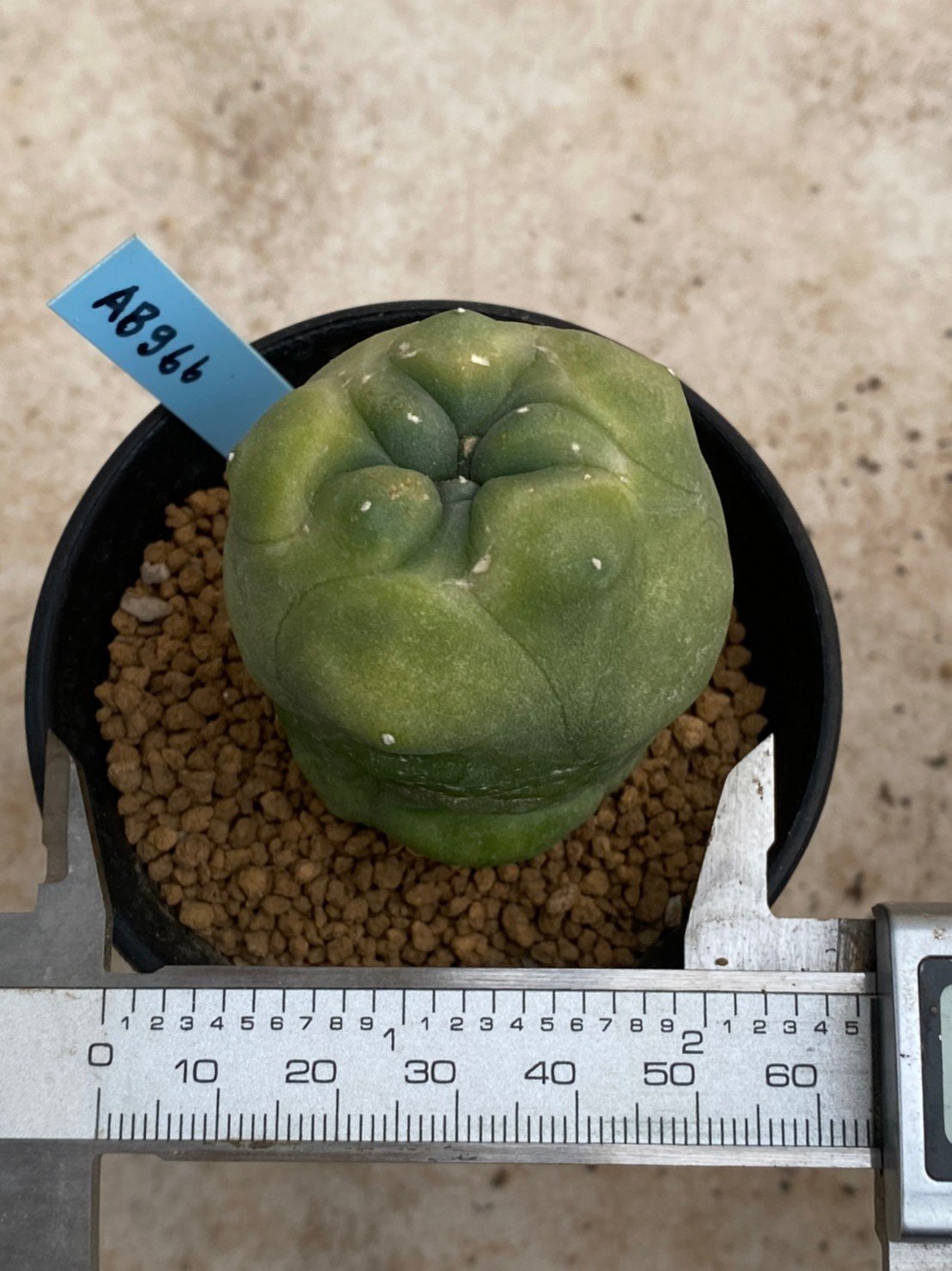 Lophophora Diffusa variegata 5-6 cm