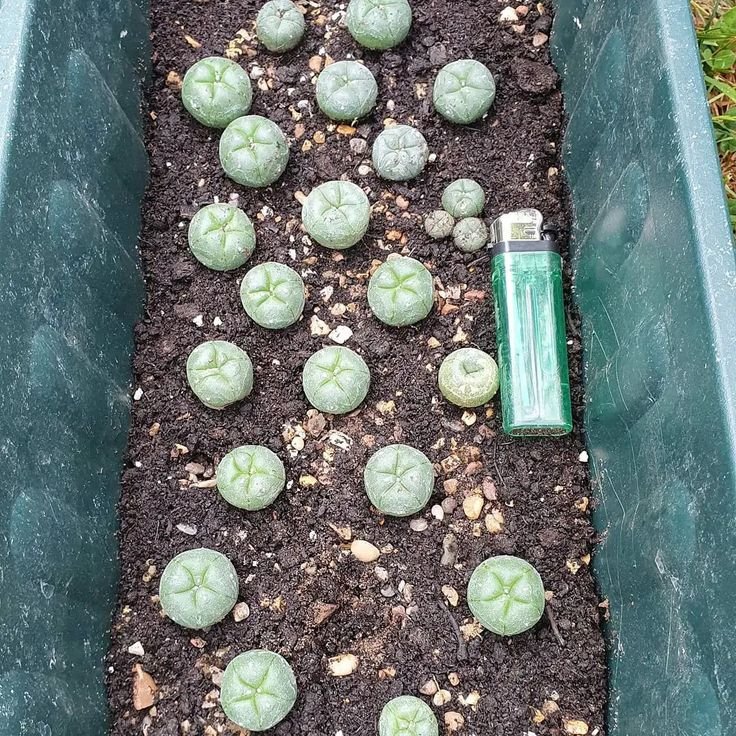 lophophorawilliamsii.eu.com