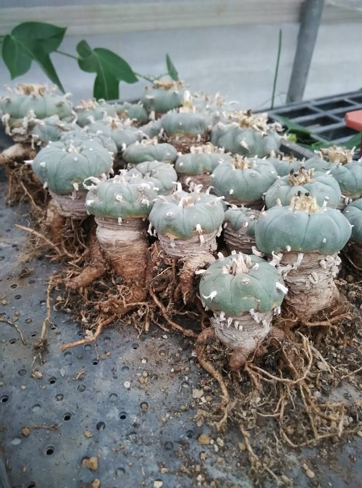 lophophorawilliamsii.eu.com