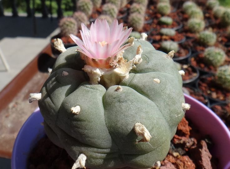lophophorawilliamsii.eu.com