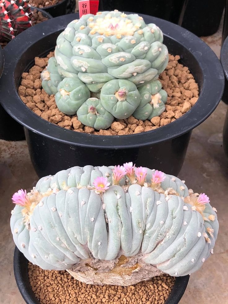 lophophorawilliamsii.eu.com