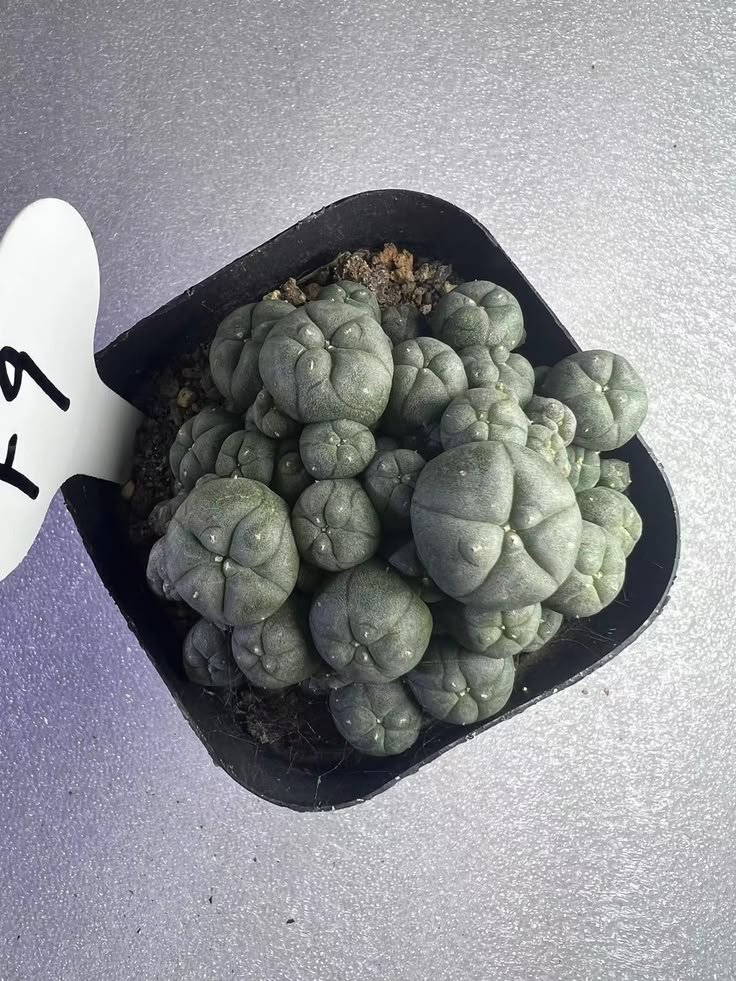 lophophorawilliamsii.eu.com