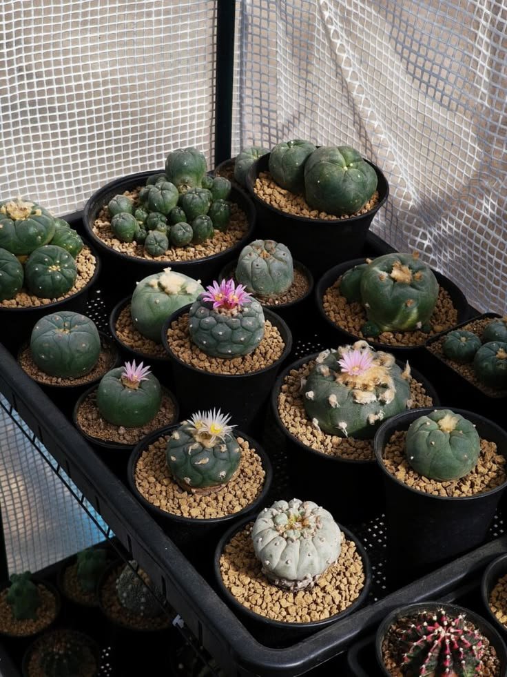 lophophora williamsii