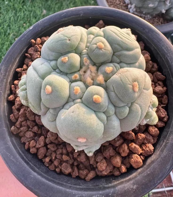 lophophorawilliamsii.eu.com