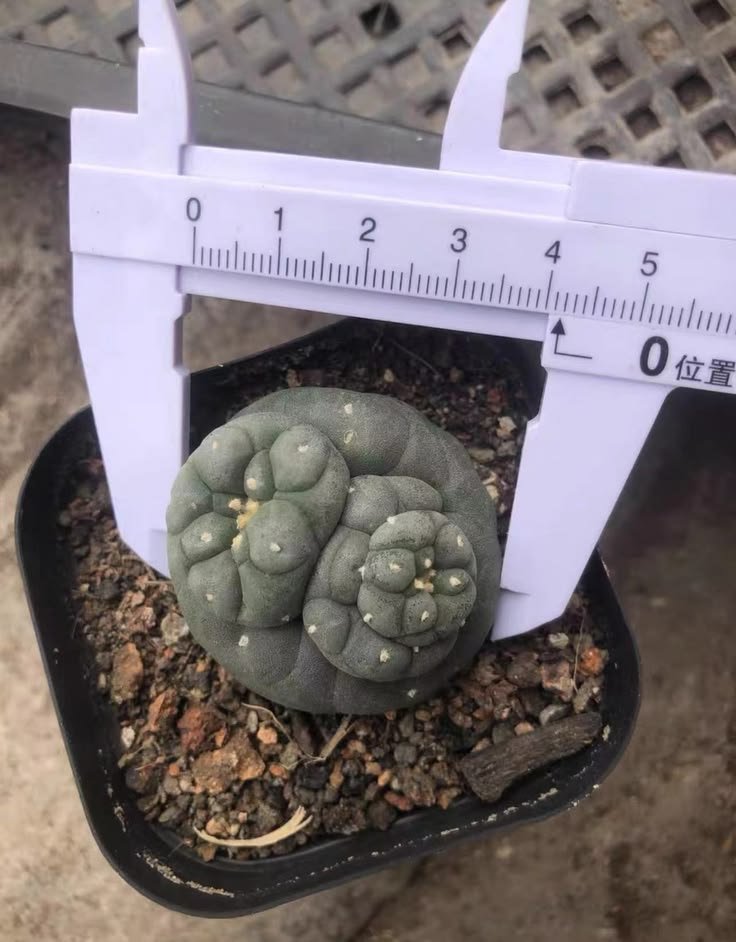 lophophorawilliamsii.eu.com