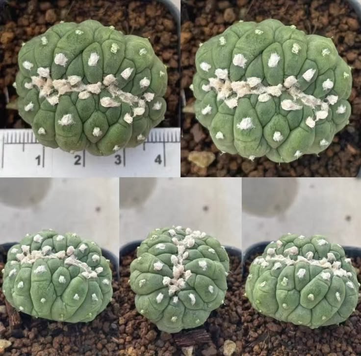 lophophorawilliamsii.eu.com lophophorawilliamsii.eu.com