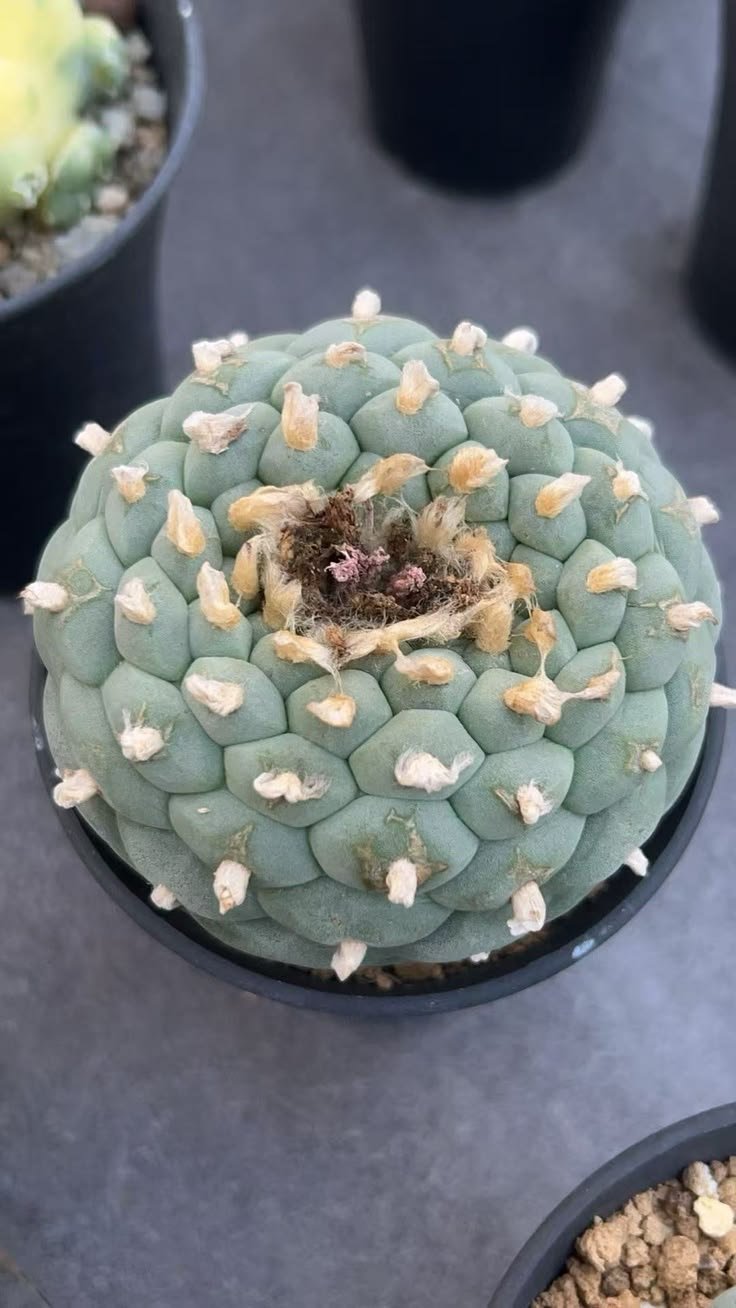 lophophorawilliamsii.eu.com
