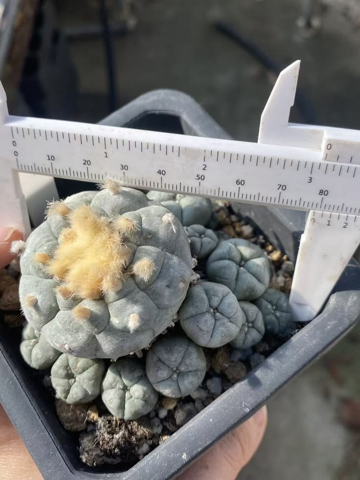 lophophorawilliamsii.eu.com