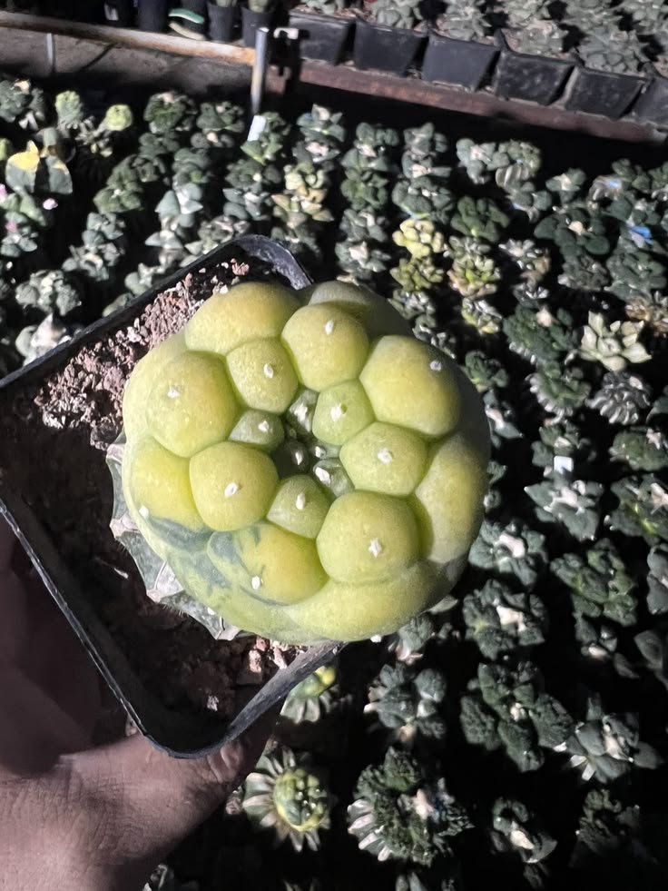 lophophorawilliamsii.eu.com