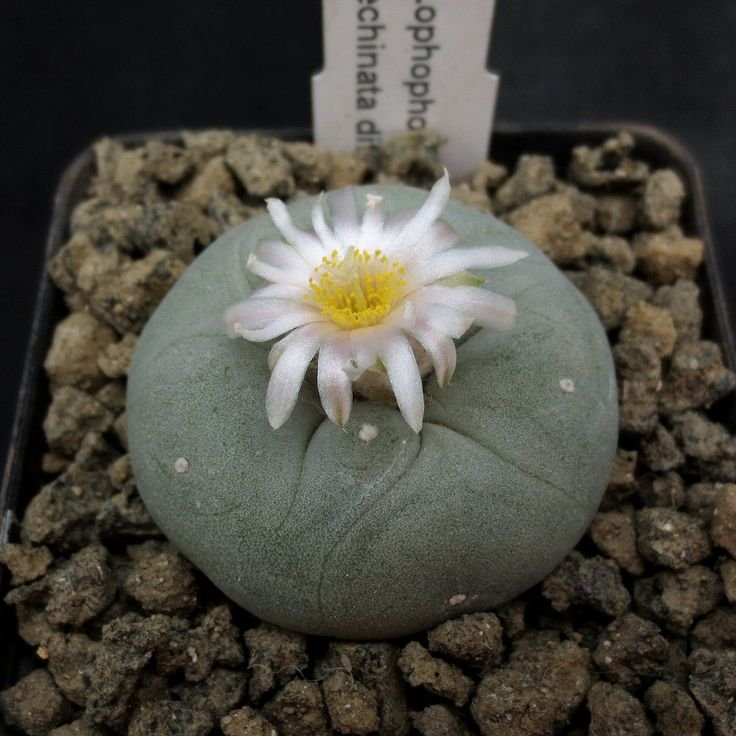 lophophorawilliamsii.eu.com