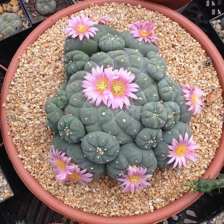 lophophorawilliamsii.eu.com