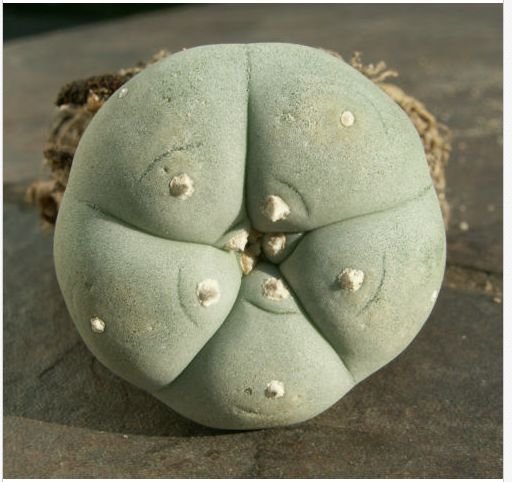 lophophorawilliamsii.eu.com