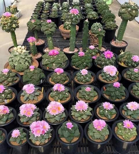 lophophora williamsii cactus